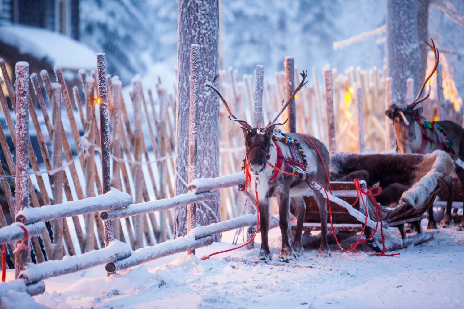 Rentiere mit Schlitten im Winterwald in Rovaniemi, Lappland, Finnland. Foto: iStockphoto.com/Andrey-Kobylko